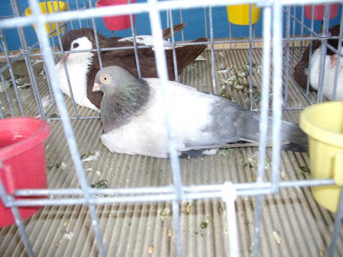 IMGP2857 - Expo Brasov 2009-porumbei