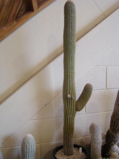 espostoa_superba_1 - Cactusi care m-au impresionat prin frumusete