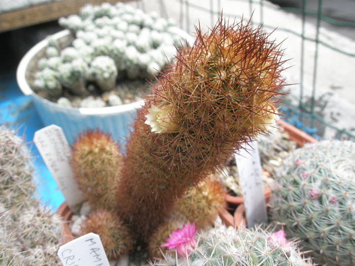 Mammillaria elongata v. rubra - 16.05 - Mammillaria