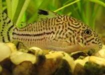 Corydoras%20julii