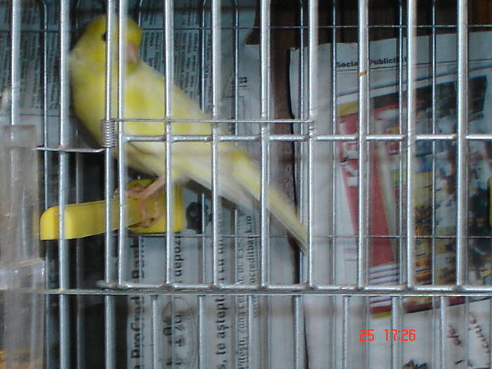 DSC02232 - PASARI CARE NU LE MAI AM - CANARI