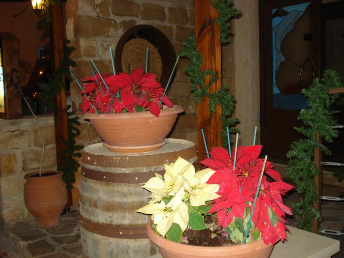 Picture 882 - 2009 REVELION CIPRU