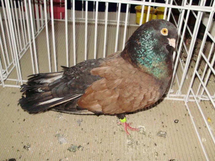 orb 3 - 1506 2 porumbei rz