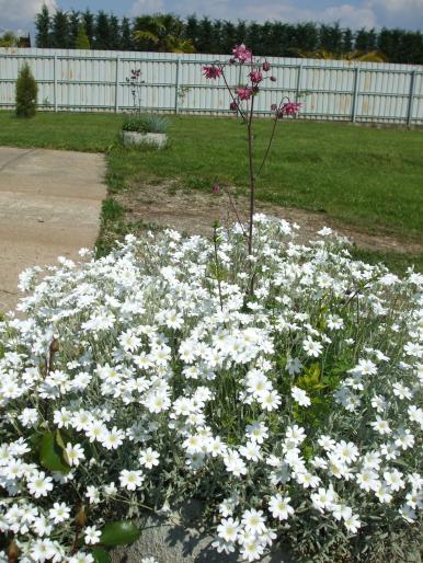 cerastium si caldaruse