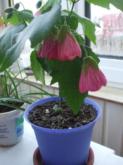 DSCF3507 - abutilon