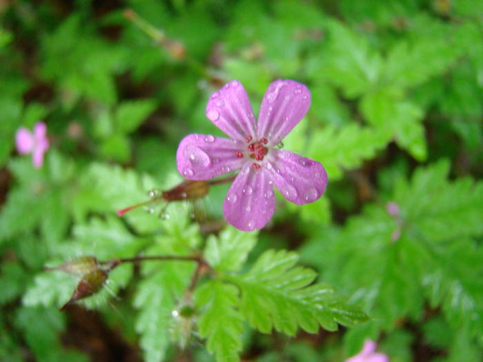 DSC03880 - Concediu 2009