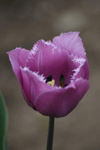 Blue Heron - garden 2009