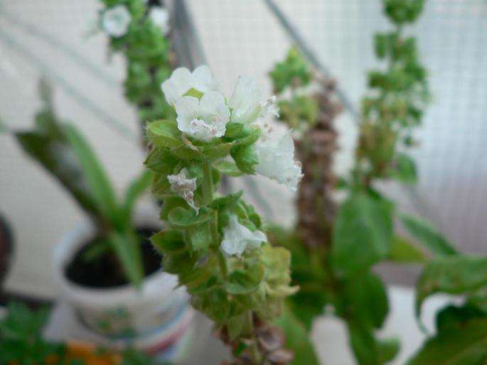 P1010229 - 2008 florii