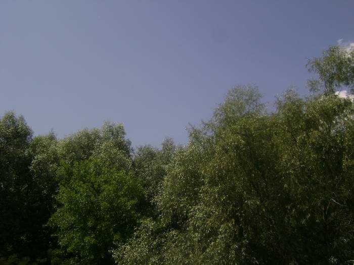 excursie delta dunarii 5062009 067 - EXCURSIE  in DELTA