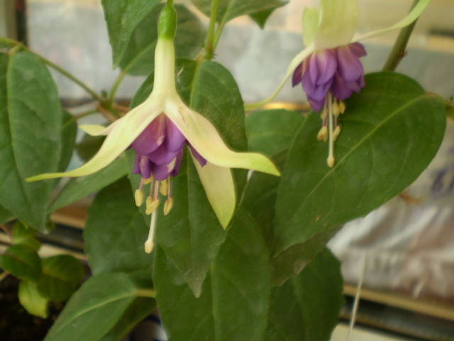 P6162005 - fucsia 2009-2010