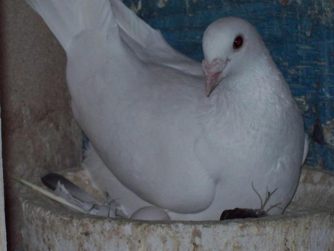 100_2786 - porumbei albi-nunti si ornament