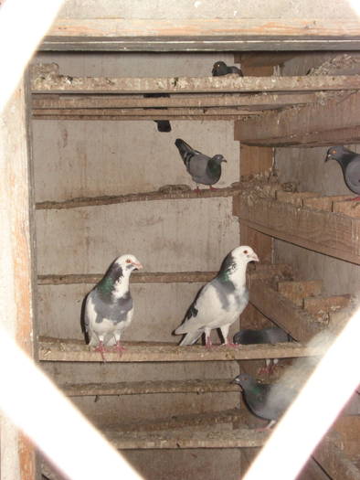 DSC09635 - ANIMALUTELE MELE