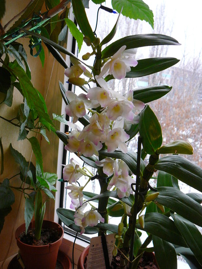 Dendrobium nobile; dendro.  inflorit
