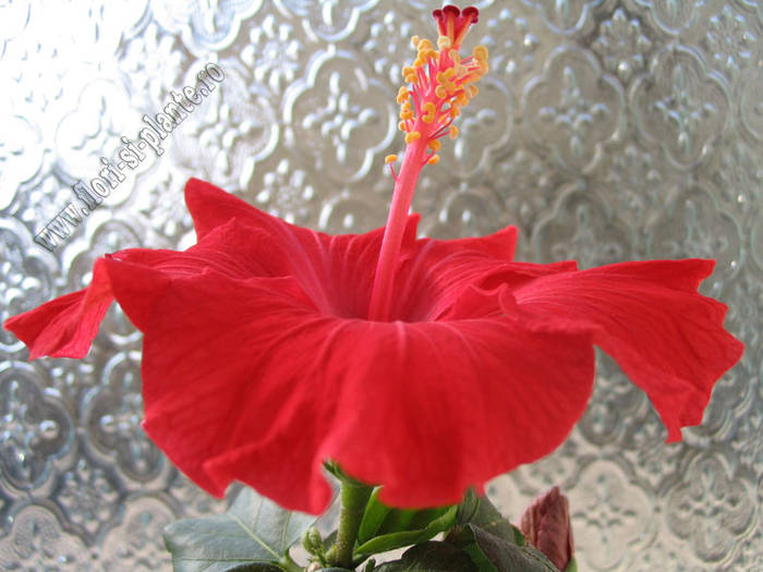 Hibiscus Catavki 2 - Hibiscus