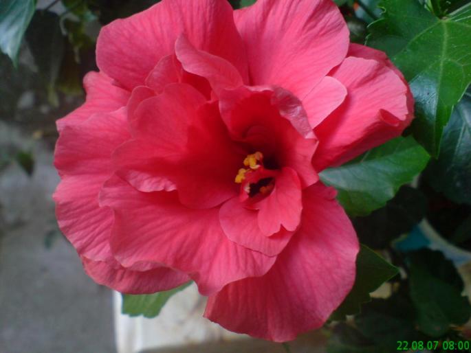 Hibiscus cyclam 1 - Flori