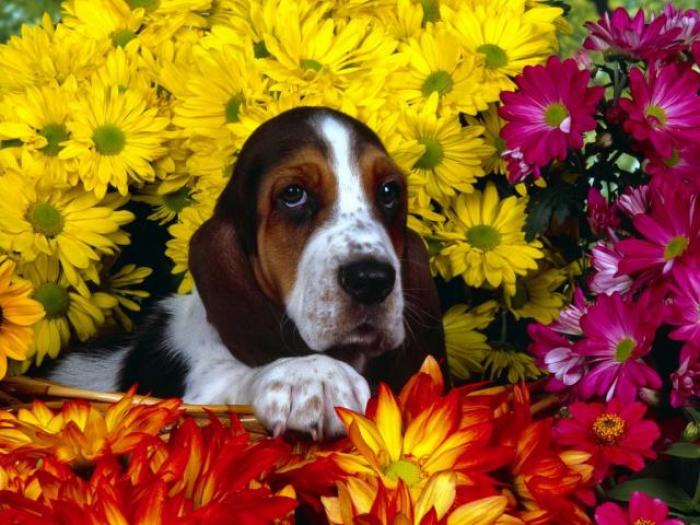 Poze Basset_ Poze caini Basset_ Imagini Basset - Animale