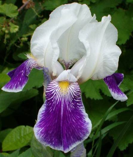 IRIS 6 - IRIS FLOWERS