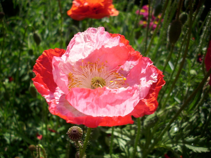 DSCI0427 - flori din gradina mea