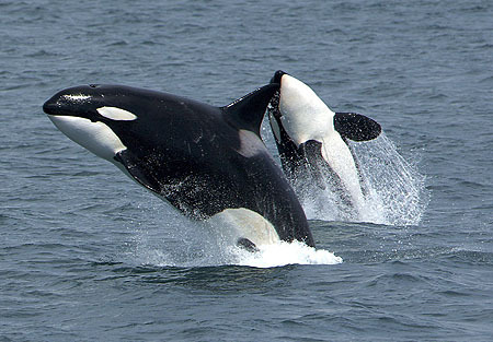 Killerwhales_jumping - Pesti