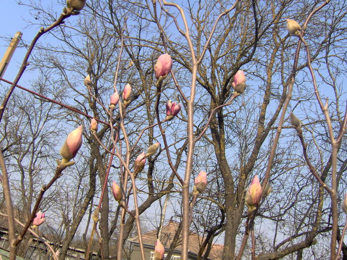 07.04.2009 magnolia Lennei