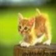sd (65) - animale