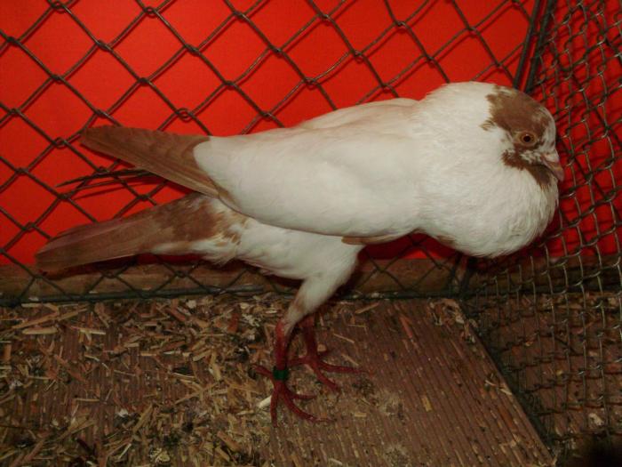 09273 brunner 1 - 1505 partea 5