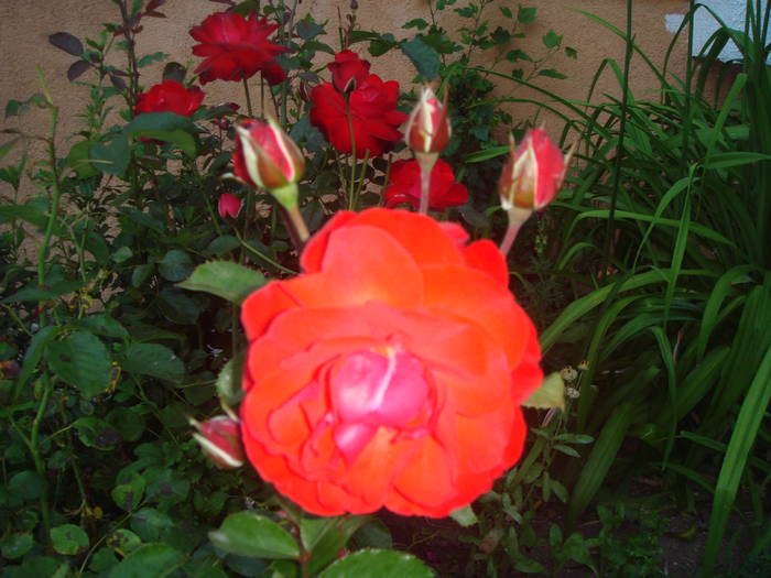 DSC01842 - trandafiri Romaniei