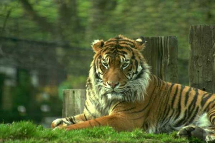 030 - tigri si feline