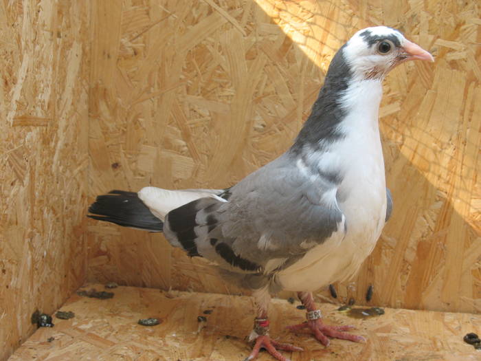 IMG_5378 - 7 PRIMII PUI PE 2009