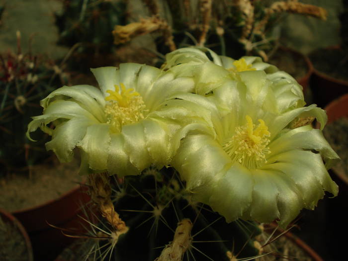 DSC08511 - Cactusi