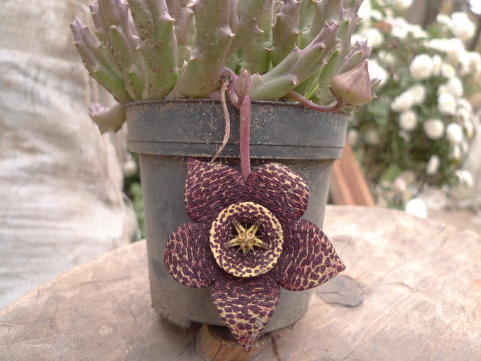 Stapelia variegata - Asclepiadaceae