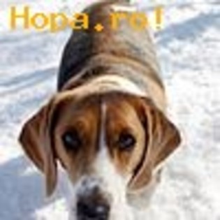 avatar_animale8_1231924544