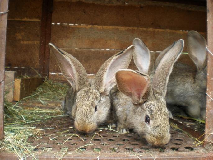 P6150172 - iepuri de vanzare 2012