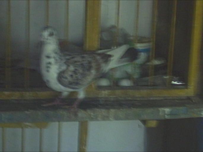 F - Pui 2007