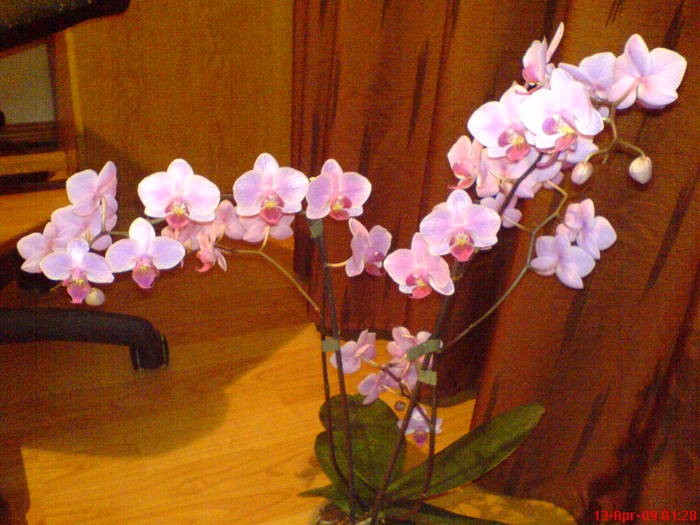 DSC02854 - Phalaenopsis