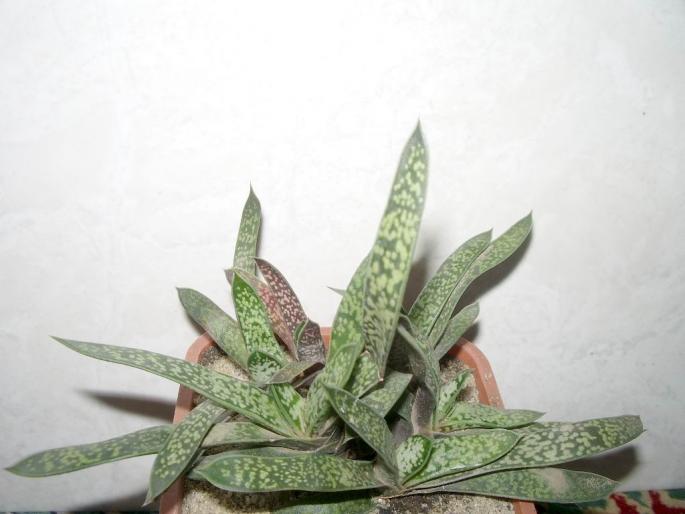 Gasteria bicolor - Suculente