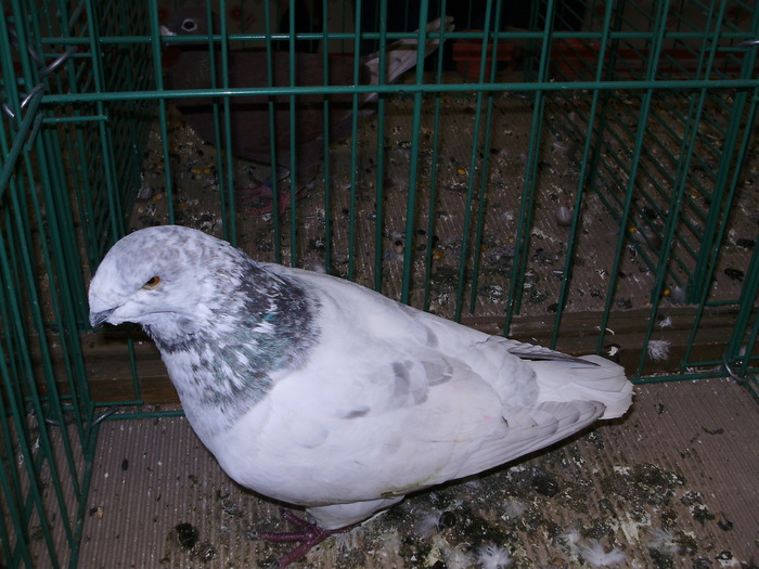 6312b gh 1 - 1507 partea 1b