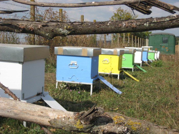 IMG_0071 - Stupina personala in 2009