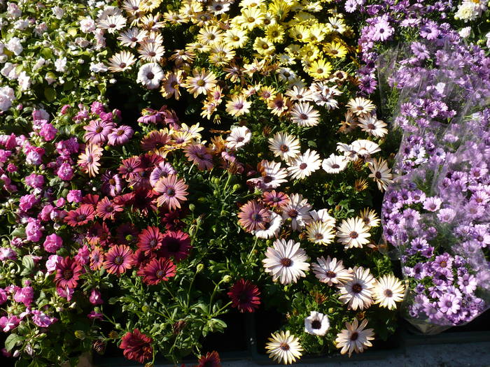 Osteospermum