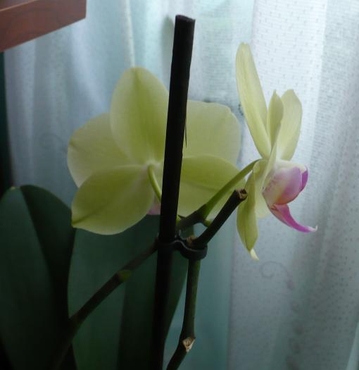 P1090013 - Orhidee