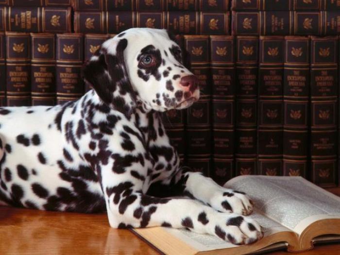 Poze cu caini dalmatieni - Animale
