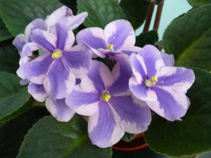 P1120775 - Saintpaulia - violete de camera