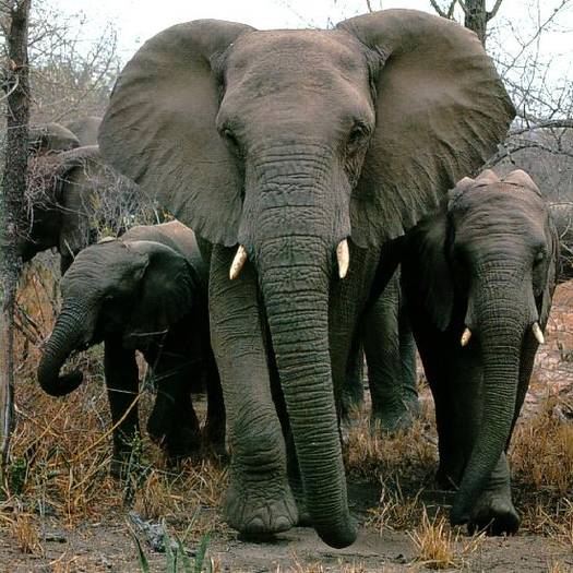 african-elephants[1] - Africa animals