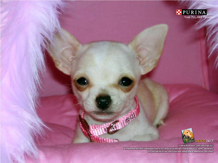 chihuahua_pink_ 1 - Concurss 8 DOG CHOWAUA