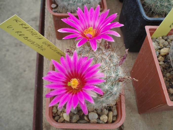Krainzia guelzowiana v robustior - Cactusi la Constanta