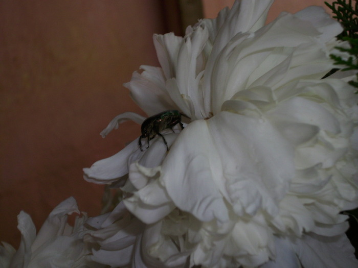 DSCI0714 - flori din gradina mea