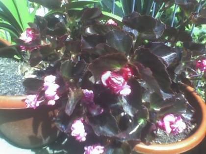 BEGONIA - FLORI 2009