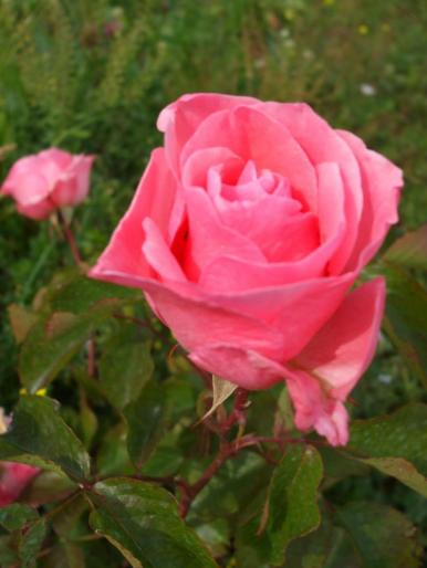DSCF1528 - trandafiri