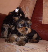 yorkshire - Yorkshire terrier