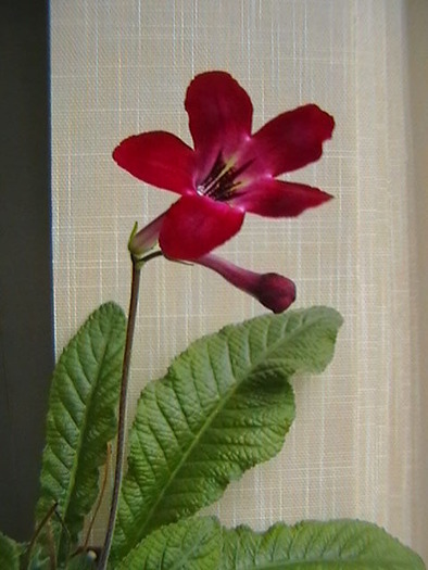 happy snappy - streptocarpus 2009